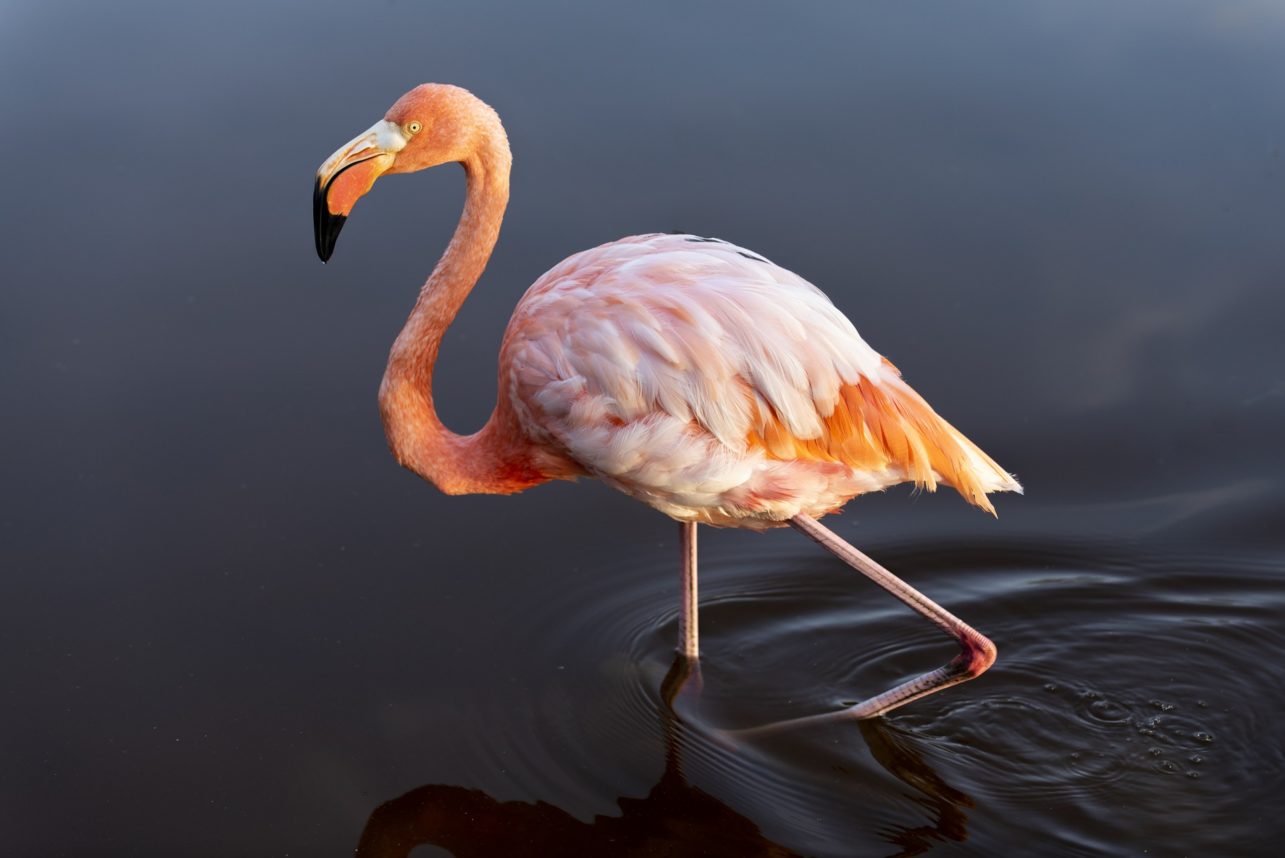 розовый-фламинго