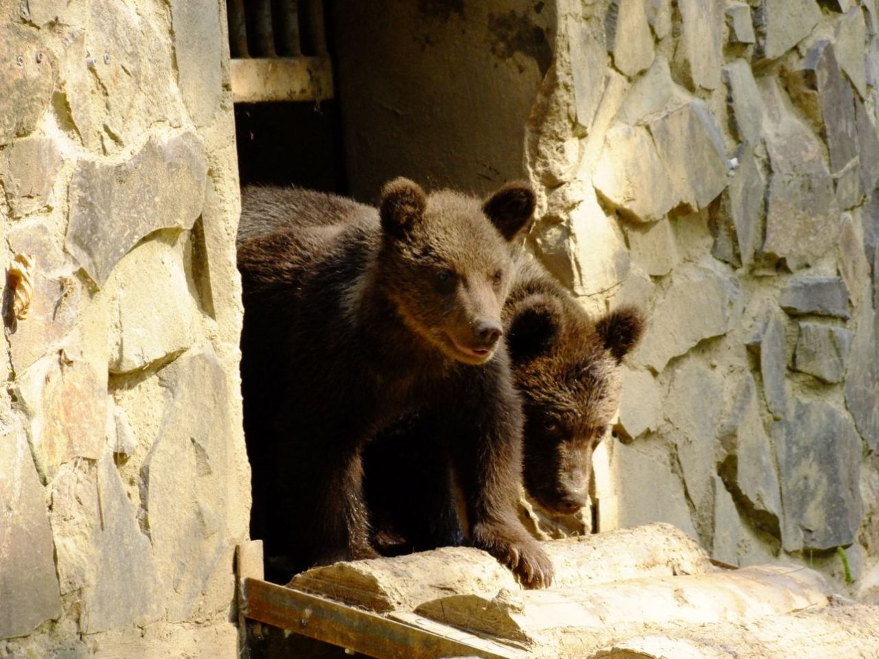 Медвежата в кошицком зоопарке. Фото ZOO Košice