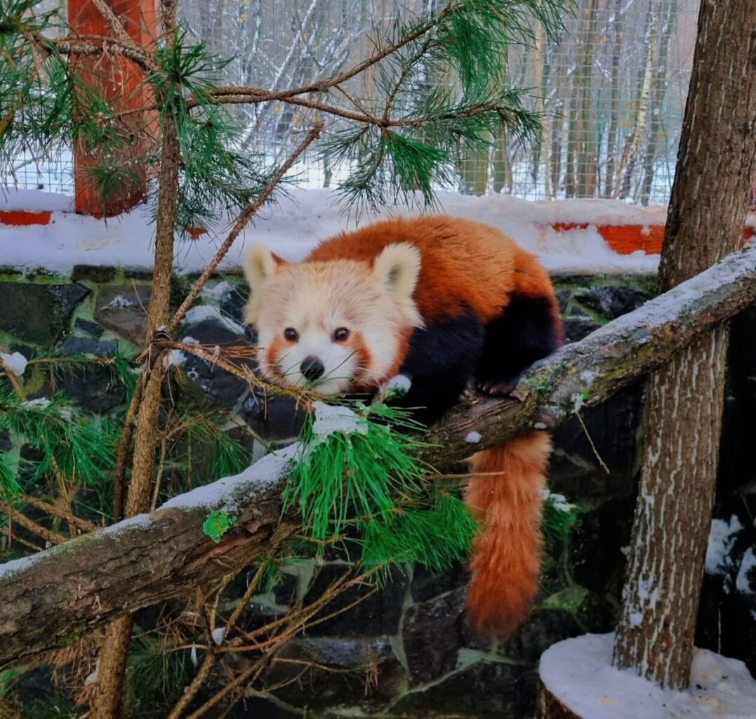 Самка красной панды по имени Нерисса в кошицком зоопарке