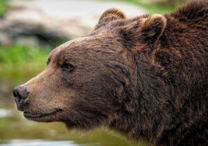 Медведь. Фото Pixabay