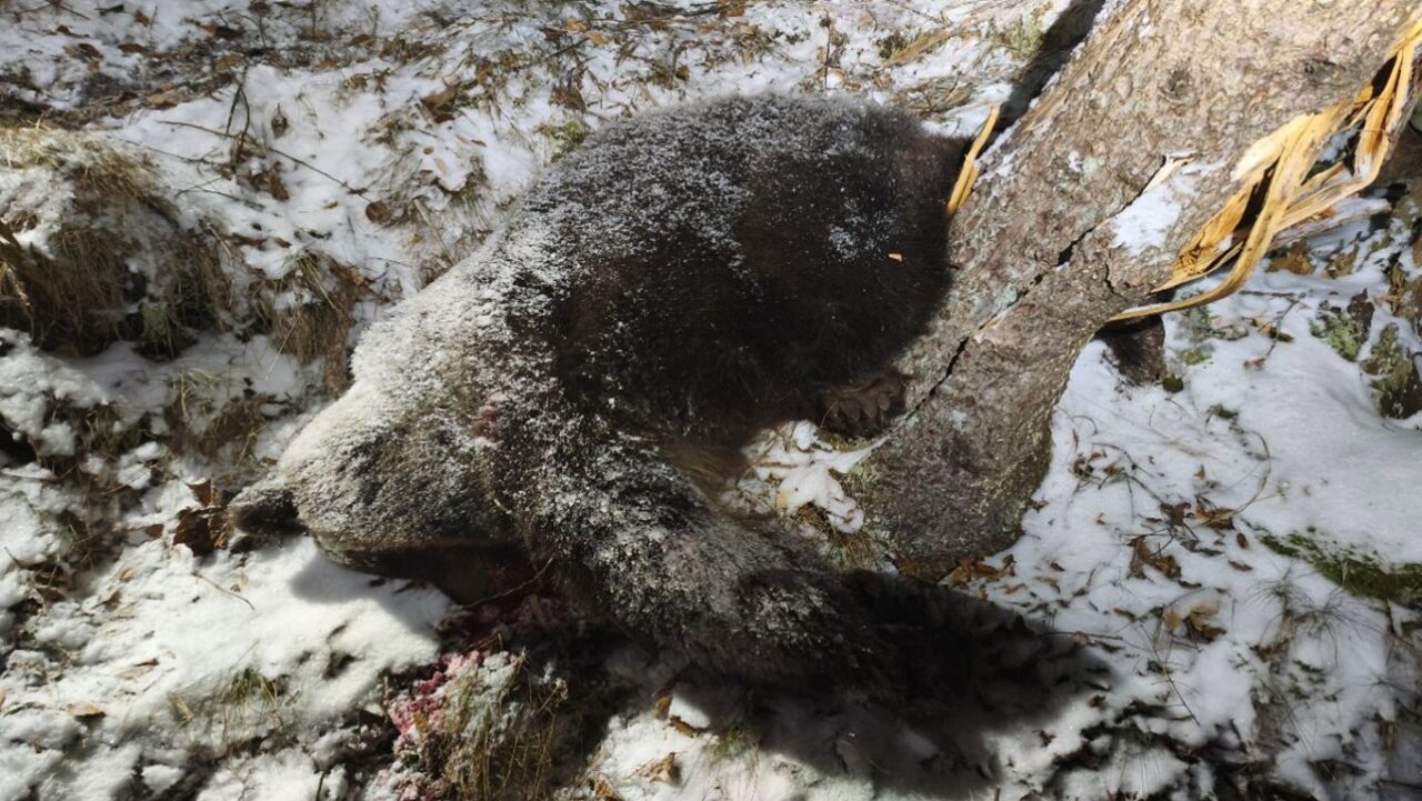 Медведица, погибшая возле города Ружомберок 15 феваряля 2026 года. Фото Národný park Veľká Fatra