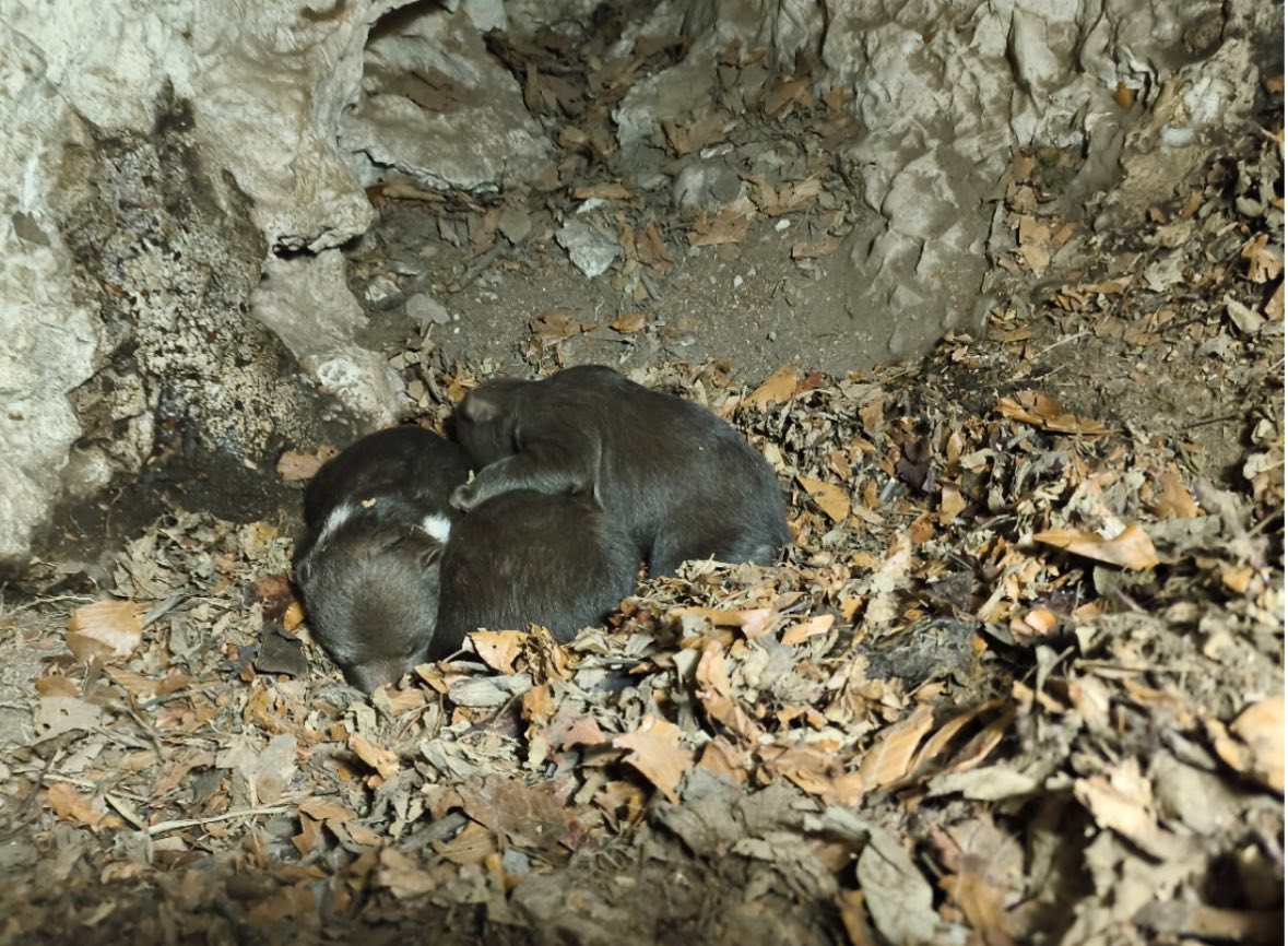 Медвежата, оставшиеся после гибели своей матери возле города Ружомберок 15 феваряля 2026 года. Фото Národný park Veľká Fatra