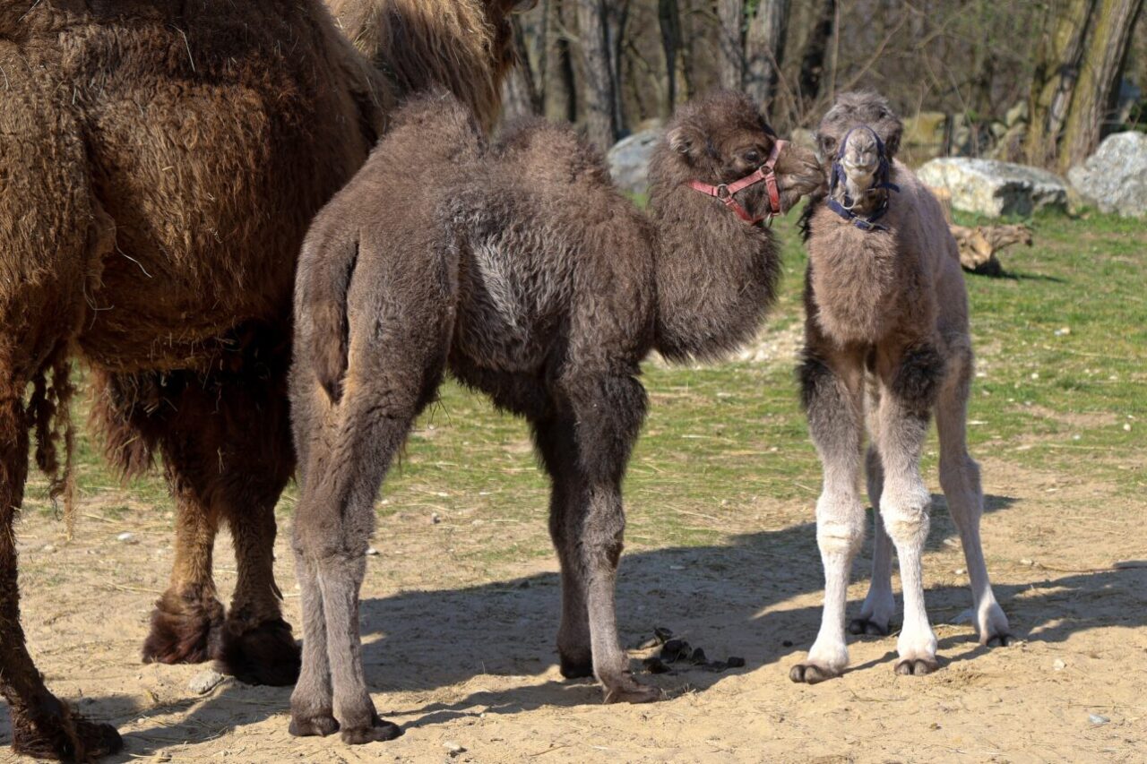 Детёныши двугорбого верблюда, родившиеся в зоопарке Братиславы в 2026 году. Фото пресс-службы зоопарка