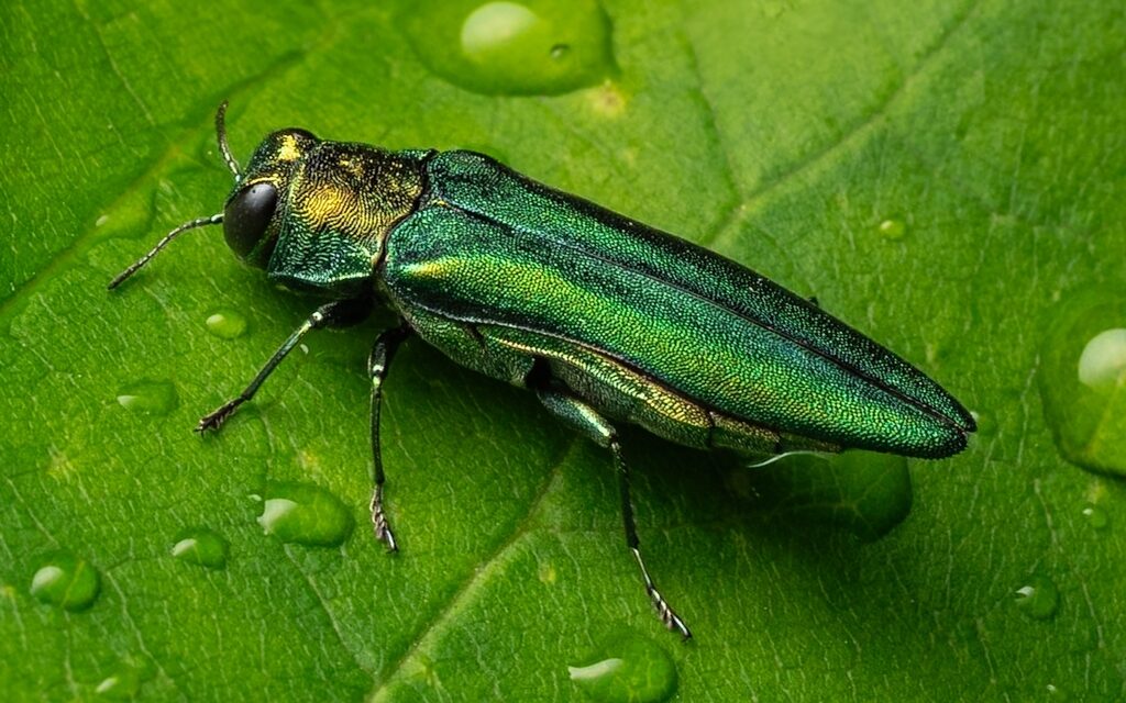 Азиатская изумрудная узкотелая златка. Фото iNaturalist